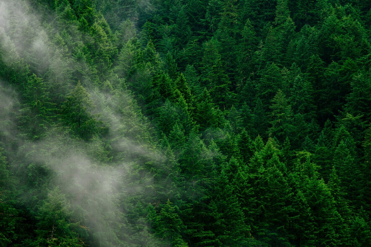 andrew-coelho-aL7SA1ASVdQ-unsplash (4)-1