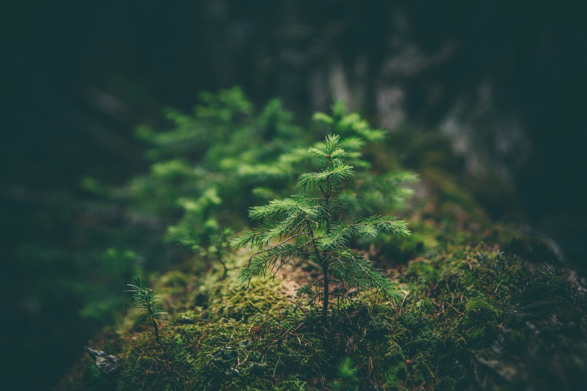 matthew-smith-Rfflri94rs8-unsplash (1)-1